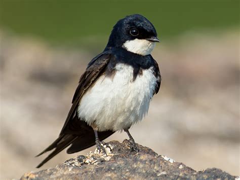 black swallows